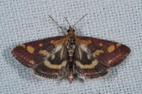 Pyrausta purpuralis