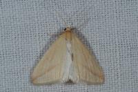 Rhodometra sacraria