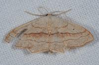 Scopula imitaria