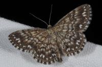 Scopula tessellaria