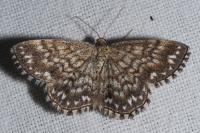 Scopula tessellaria