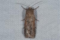 Spodoptera exigua