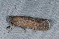 Spodoptera exigua