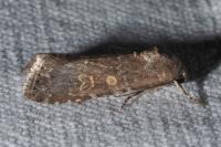 Spodoptera exigua