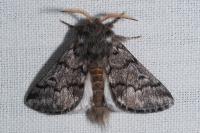 Thaumetopoea pityocampa