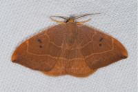 Watsonalla binaria