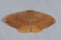 Watsonalla binaria