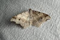 Macaria alternata