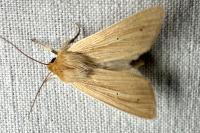 Mythimna pallens