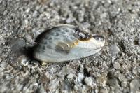 Cilix glaucata