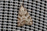 Scoparia pyralella
