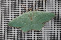 Hemithea aestivaria