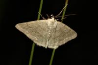 Pseudoterpna pruinata