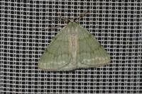Pseudoterpna pruinata