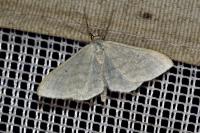 Idaea subsericeata