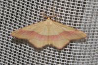 Rhodostrophia vibicaria