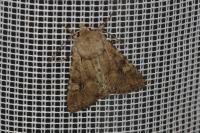 Apamea sordens