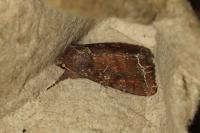 Lacanobia oleracea