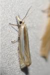 Crambus pascuella