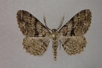 Peribatodes secundaria secundaria