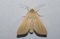 Mythimna pallens