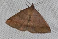Zanclognatha lunalis