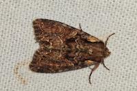 Lacanobia thalassina