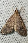 Metasia cuencalis bourgognei