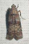 Phycita roborella