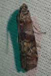 Phycita roborella
