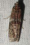 Phycita roborella