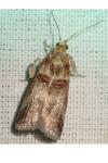 Acrobasis tumidana