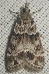 Eudonia mercurella