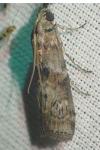 Phycita roborella