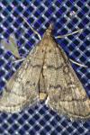 Metasia cuencalis bourgognei