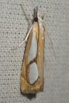 Catoptria pinella