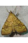 Anania verbascalis