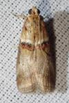 Acrobasis tumidana