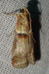 Acrobasis tumidana