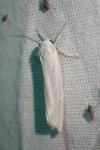 Coscinia