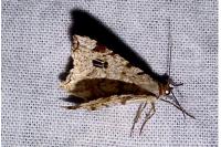 Macaria alternata