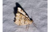 Macaria alternata