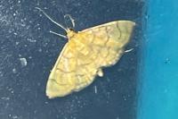 Anania verbascalis