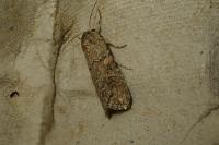 Spodoptera exigua
