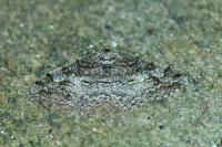 Alcis repandata