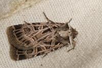 Chersotis elegans