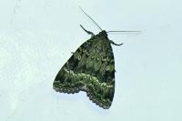Amphipyra berbera svenssoni