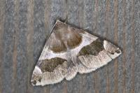 Dysgonia algira