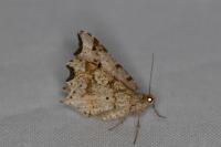 Macaria alternata