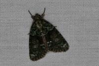 Cryphia algae